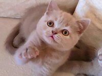 ŞEKERİLİNKOO DİŞİ LİLAC RENK KEDİMİZ