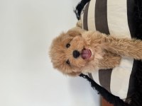 Büyümeme garantili tüy dökmeyen maltipoo