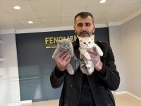 ORJİNAL IRK YAVRU KEDİLER ANKARA
