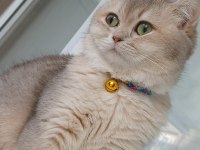 11 aylık sağlık sebebi dolasıyla verilecek british shorthair