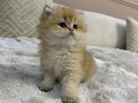 Ny11 yavru british longhair