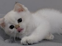 British Shorthair Beyaz Kedimiz