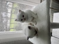 4 erkek saf yavru ragdoll