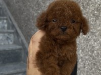 Orjinal Poodle Yavrular
