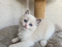 Safkan Scrli Anne-Babadan Ragdoll Yavrular