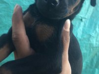 Erkek ve Dişi Doberman yavruları