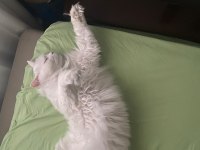 Ankara kedisi 3 yaşında