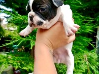 Birbirinden Sevimli ve Şirin French Bulldog Yavrularımız