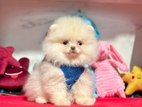 Sevimli Pomeranian Boo Yavrularımız