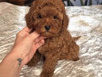 KIZIL SAFKAN MALTİPOO BEBEKLER