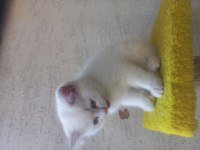 Albino siyam kedisi nadir 3 aylık