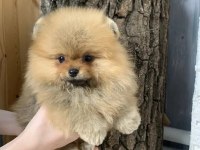 POMERANİAN BOO YAVRULARI