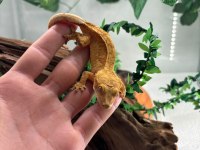 Crested gecko adult sub adult dişi erkek