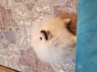 Gözyaşı lekesiz pamuk gibi aşılı bi pomeranian