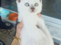 BRİTİSH SHORTHAİR YAVRULAR