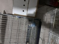Jumbo teksas japones muhabbet kuşu satılıktır
