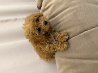 Ped eğitimli yavru poodle acil yuva arıyoruz