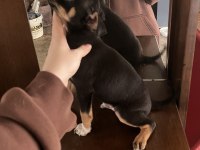 Minyatür pinscher 2 aylık