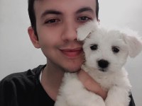 Badem şekerleri maltese köpekler
