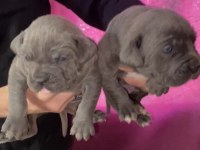 A KALİTE DEV CANE CORSO YAVRULARI