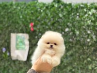 Show Kalite Pomeranian Boo Yavrularımız