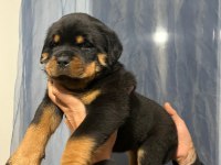 Dünya şampiyonu torunları rottweiler yavrular