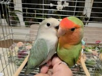 2 Aylık Bebek Sevda Papağanları Yeni Yeme Düştü