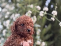 Ruhsatlı Köpek Çiftlinden Red Poodle Yavrular