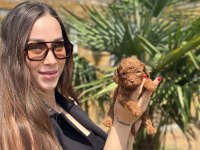 Toy Poodle Yavruları