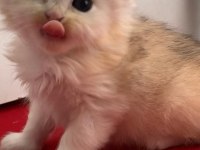 British longhair 35 günlük