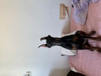 Doberman king dişi