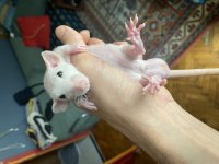Husky Dumbo Rat (Husky Dumbo Sıçanı)