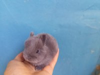 Cüce tavşan yavruları