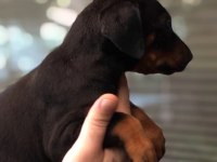 SİYAH DOBERMAN YAVRULAR