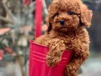 IRKININ EN İYİSİ RED BROWN TOY YAVRULAR