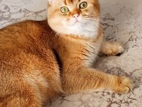 Golden British Shorthair Kedisi