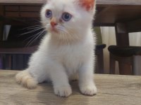 British shorthair 2 aylık erkek yavru