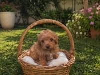 MUHTEŞEM MALTİPOO MİNİKLER