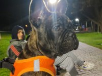 French bulldog köpeğimiz zed için yuva arıyoruz