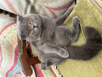 Pasha İçin gelin arıyoruz scottish fold