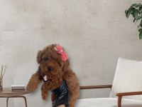 Büyümeyecek gerçek toy poodle