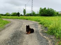 Full Eğitimli Alman Kurdu