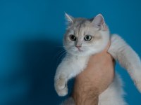 British shorthair golden dişi kedim