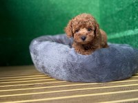 Toy Poodle Yavruları