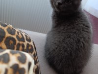 Kaliteli scottish fold yavru bi bakin yaaa