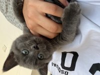 Yavru british shorthair sahiplendirme (İzmir)