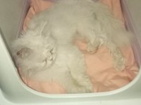 Sokata buldu ama şu an gayet iyi durumda tatlı bir kedi