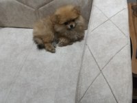 Pomeranian boo yavrumuz teslime hazır