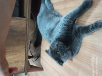 Scottish fold kedimizi sahiplendirme