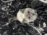British shorthair erkek 1 yaşında